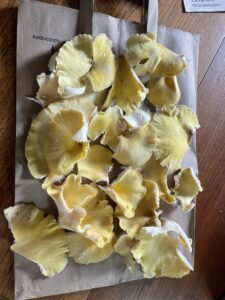 Picked mushrooms
