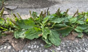 Plantain plant growing in pavement