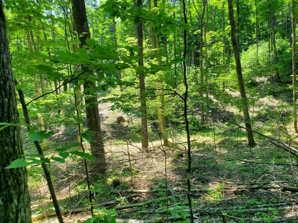 Emmet Co. - Valley Rd. - Michigan Forest Association