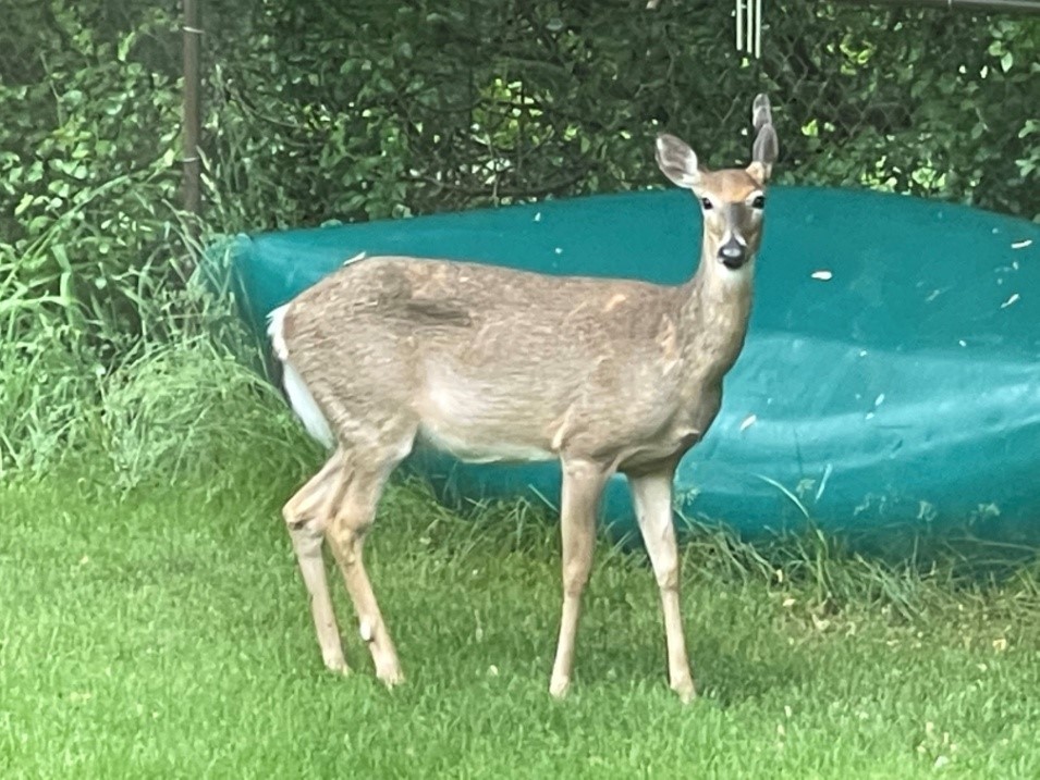 Deer in front of canoe